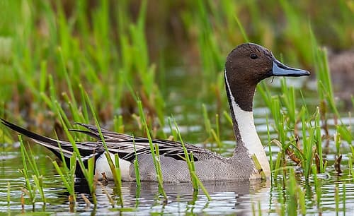 Northern pintail duck-foraging in flooded agriculture field-migration stop-USA-Washington Art Print